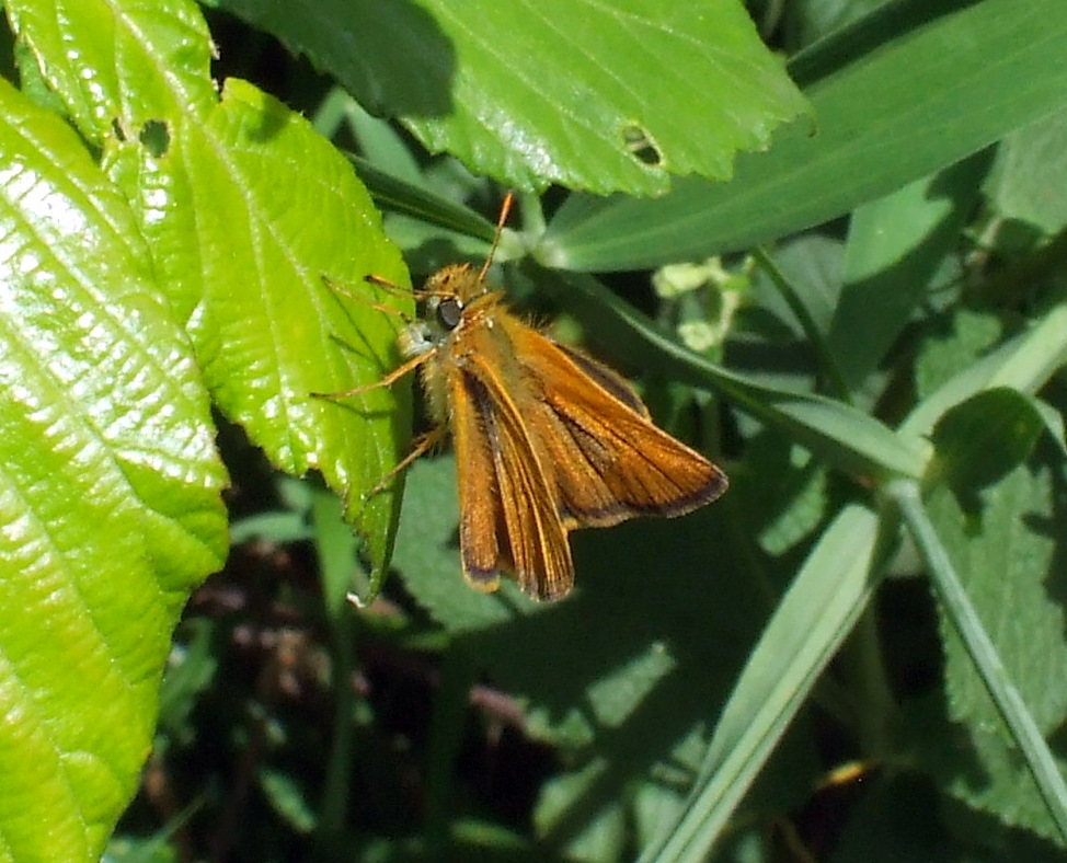 Thymelicus sylvestris